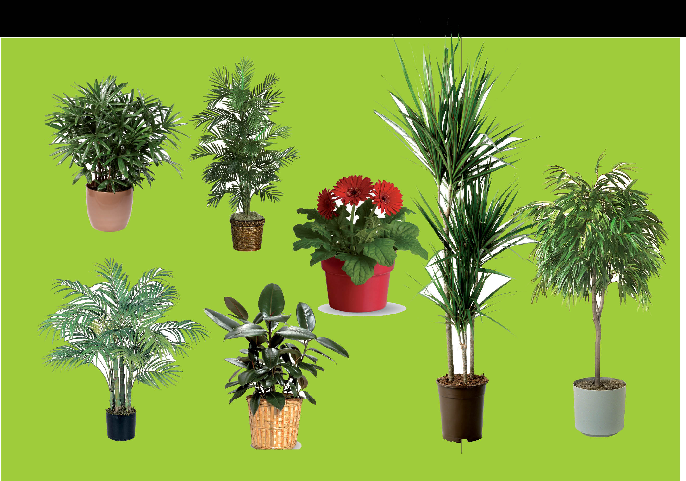 Plants that Clean your Home